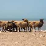 moutons sur la falaise