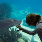 Jeu avec la raie dans l'aquarium de lisbonne